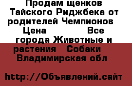 Продам щенков Тайского Риджбека от родителей Чемпионов › Цена ­ 30 000 - Все города Животные и растения » Собаки   . Владимирская обл.